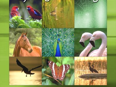 Spring Fantasy by Clifford White